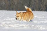 CORGI PEMBROKE 909